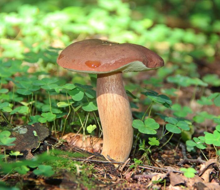 Польский гриб 