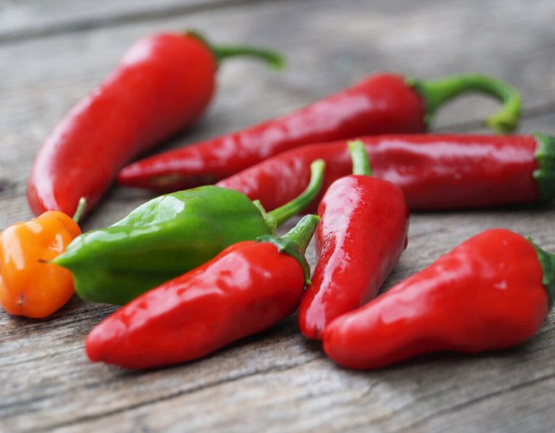 Коллекционные сорта перцев. Перец крупноплодный толстостенный сорта. Перец геркулес f1. Перец сладкий кузя f1. Перец стручковый.