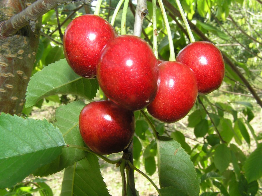 Черешня Красная горка