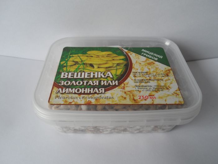 Вешенка Лимонная (Золотая), 250 мл