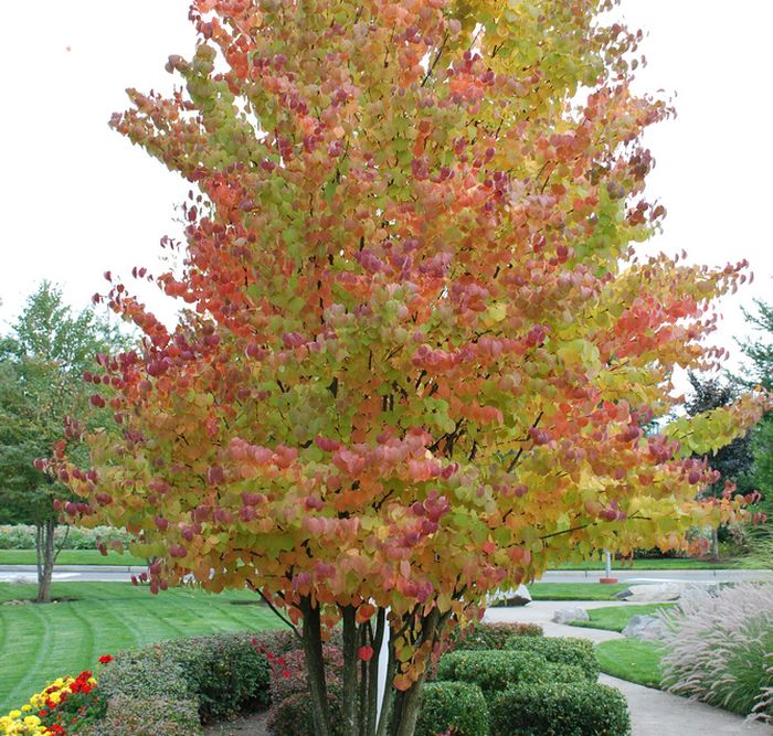 Саженцы liubimyi sad ru. Багряник японский. Багряник японский (Cercidiphyllum japonicum). Дерево багрянник канадский. Багрянник японский (Cercidiphyllum japonicum) p9.