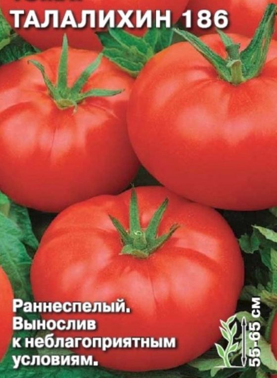 Томат Талалихин 186: описание сорта помидоров, характеристики, отзывы