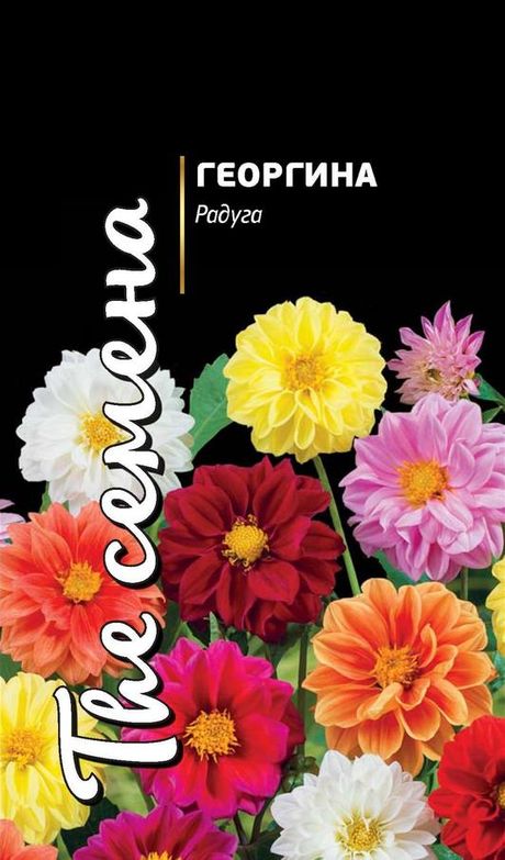 Георгина Радуга