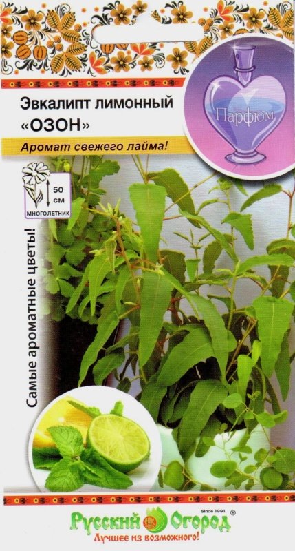 Эвкалипт лимонный Озон
