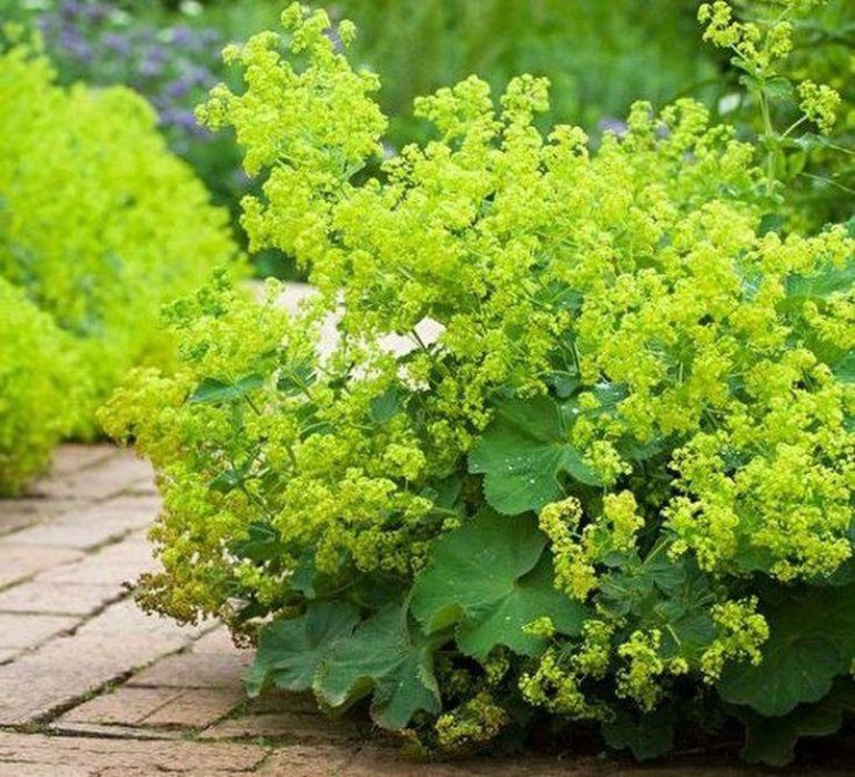 

Манжетка мягкая