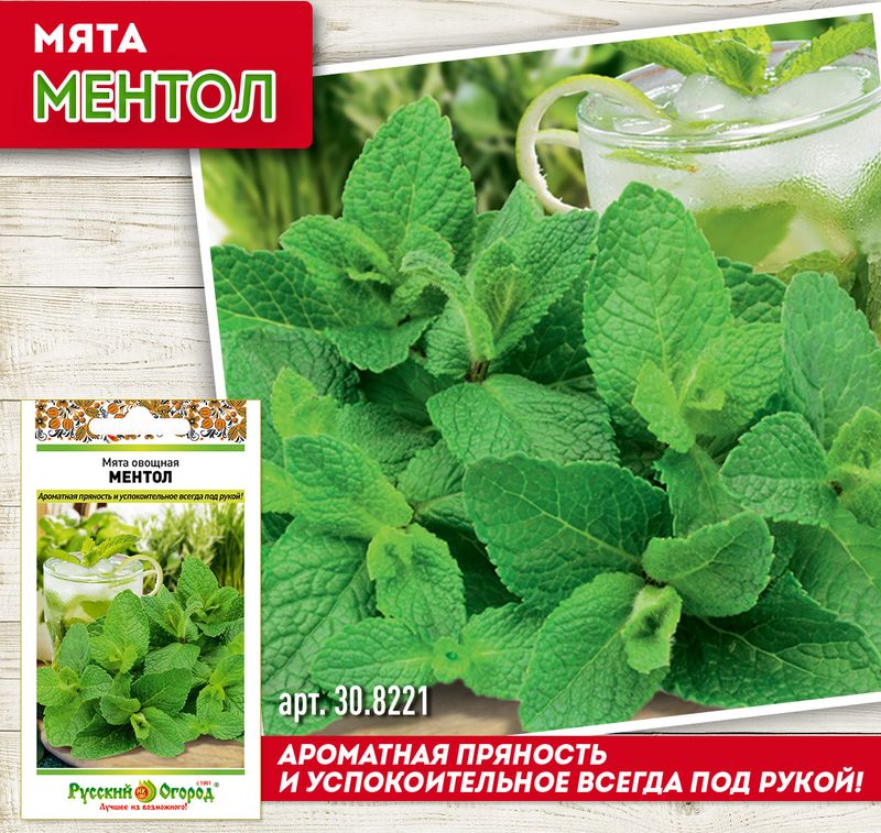

мята ментол семена, мята ментол семена купить