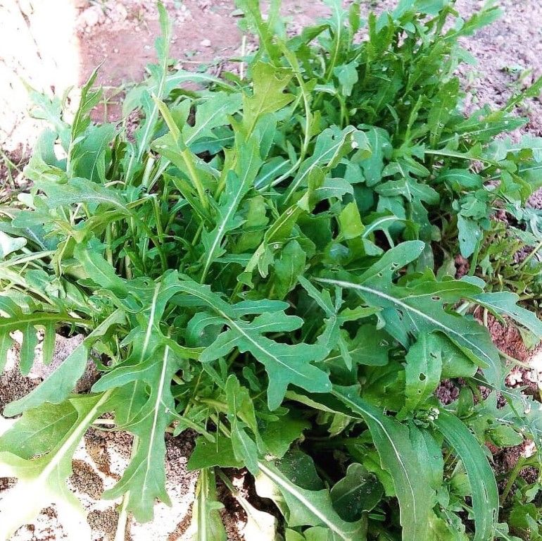 Индау (рукола) Корсика