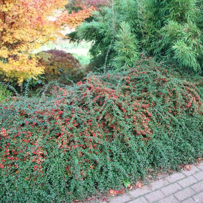 Chinese Bearberry Coral Beauty Skalník dammerov (rozprestretý) Cotoneaster damme