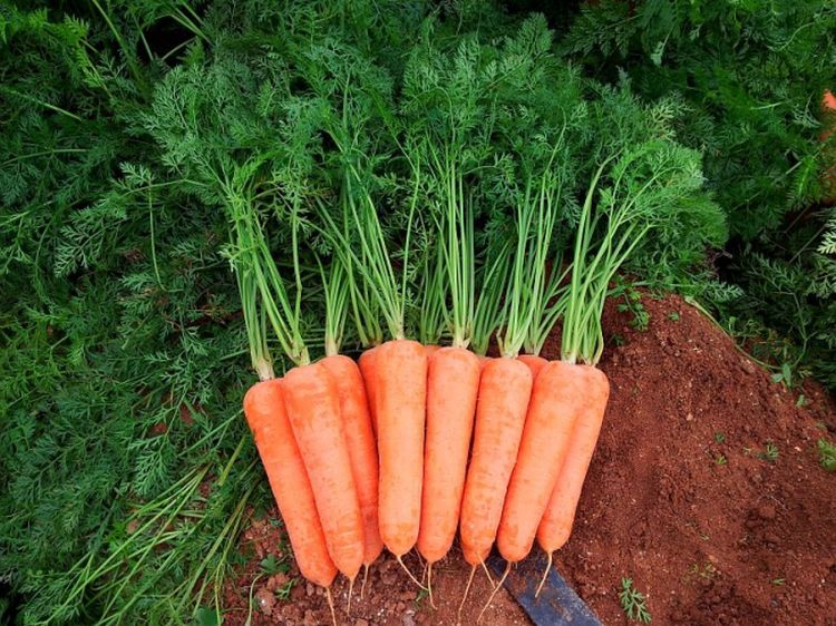 Морковь гибриды. Морковь Диаменто f1. Морковь Кардифф f1. Морковь Вильморин. Семена моркови Кардифф f1.