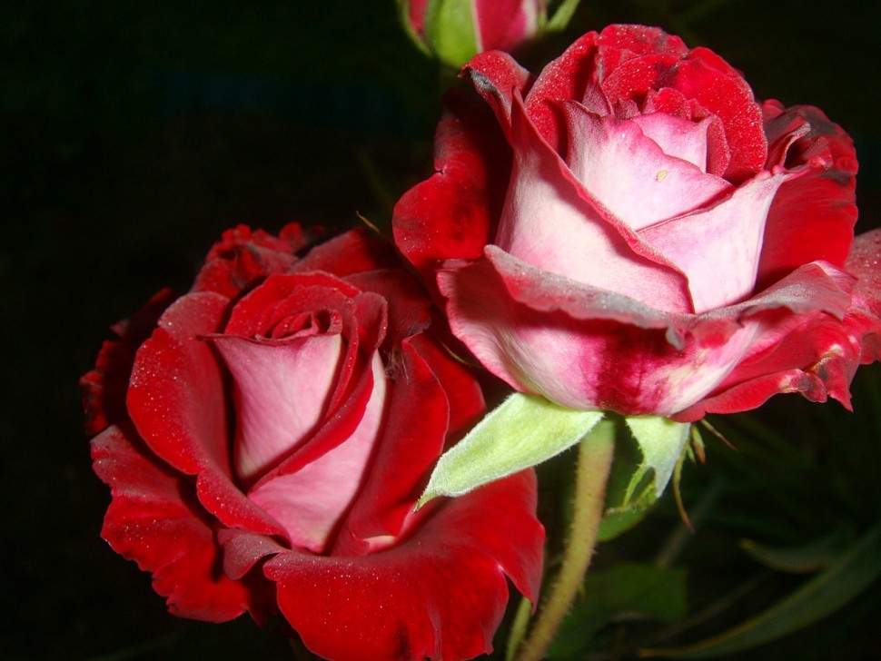 Саженцы розы екатеринбург