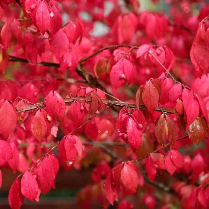 

бересклет европейский (горшок 5л) саженцы, бересклет европейский (горшок 5л) купить саженцы