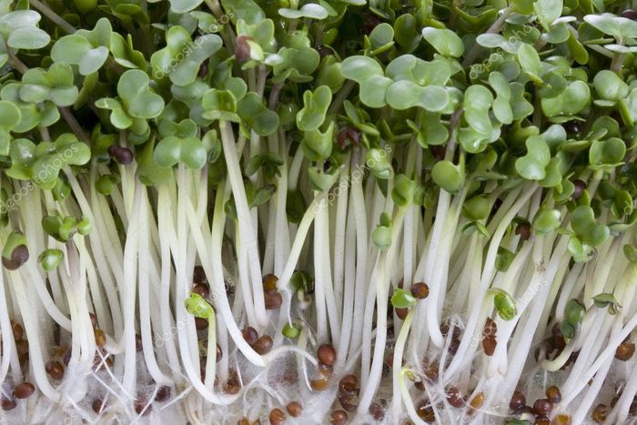 Семена капусты брокколи для проростков - купить с доставкой