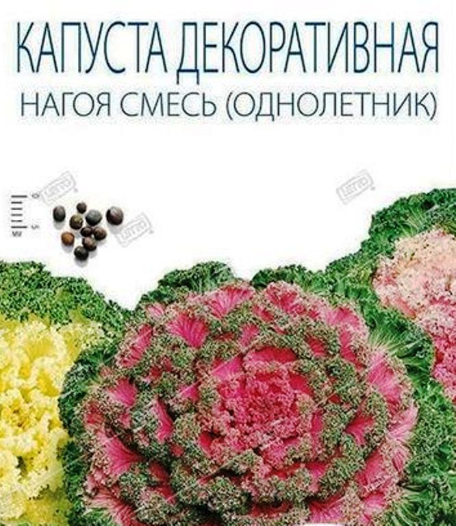 Капуста декоративная Нагоя F1
