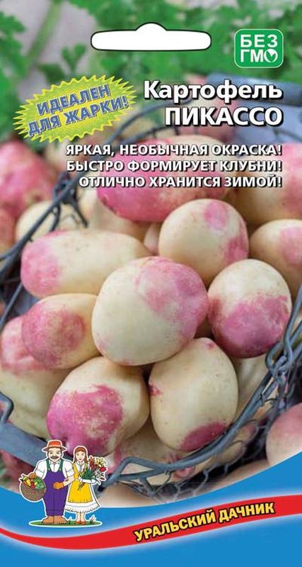 

картофель пикассо семена, картофель пикассо семена купить