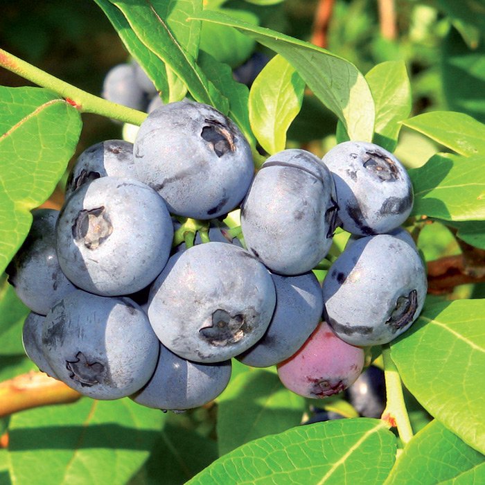 голубика садовая. голубика эрлиблю. голубика бригитта блю. сорт дюк голубика саженец. голубика садовая сорт эрли блю.