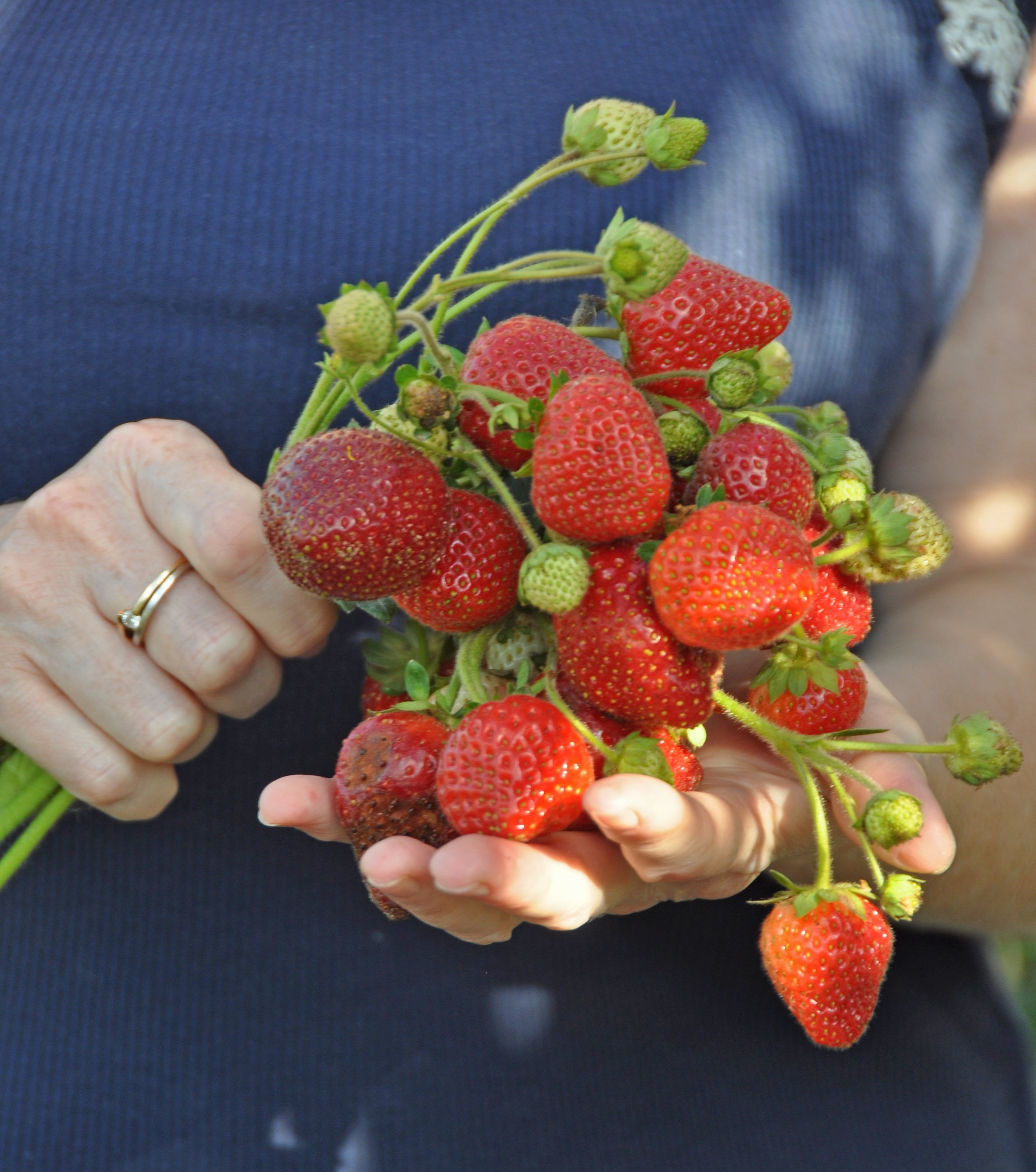 Клубника. Клубника искушение f1 ремонтантная. Земляника сорт f1. Земляника сорт f1. Земляника сорт f1.