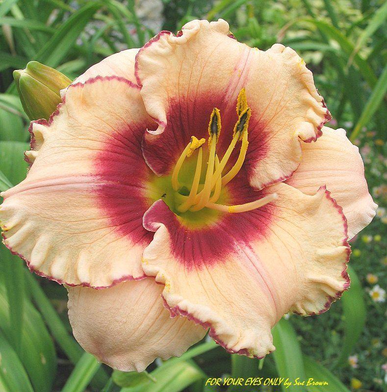 Hemerocallis For Your Eyes Only