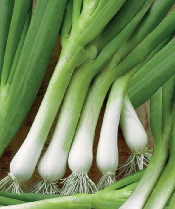 Семена Лук батун Белый пучок: описание сорта, фото - купить с доставкой ...