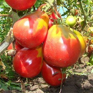 

томат иван купала семена, томат иван купала семена купить