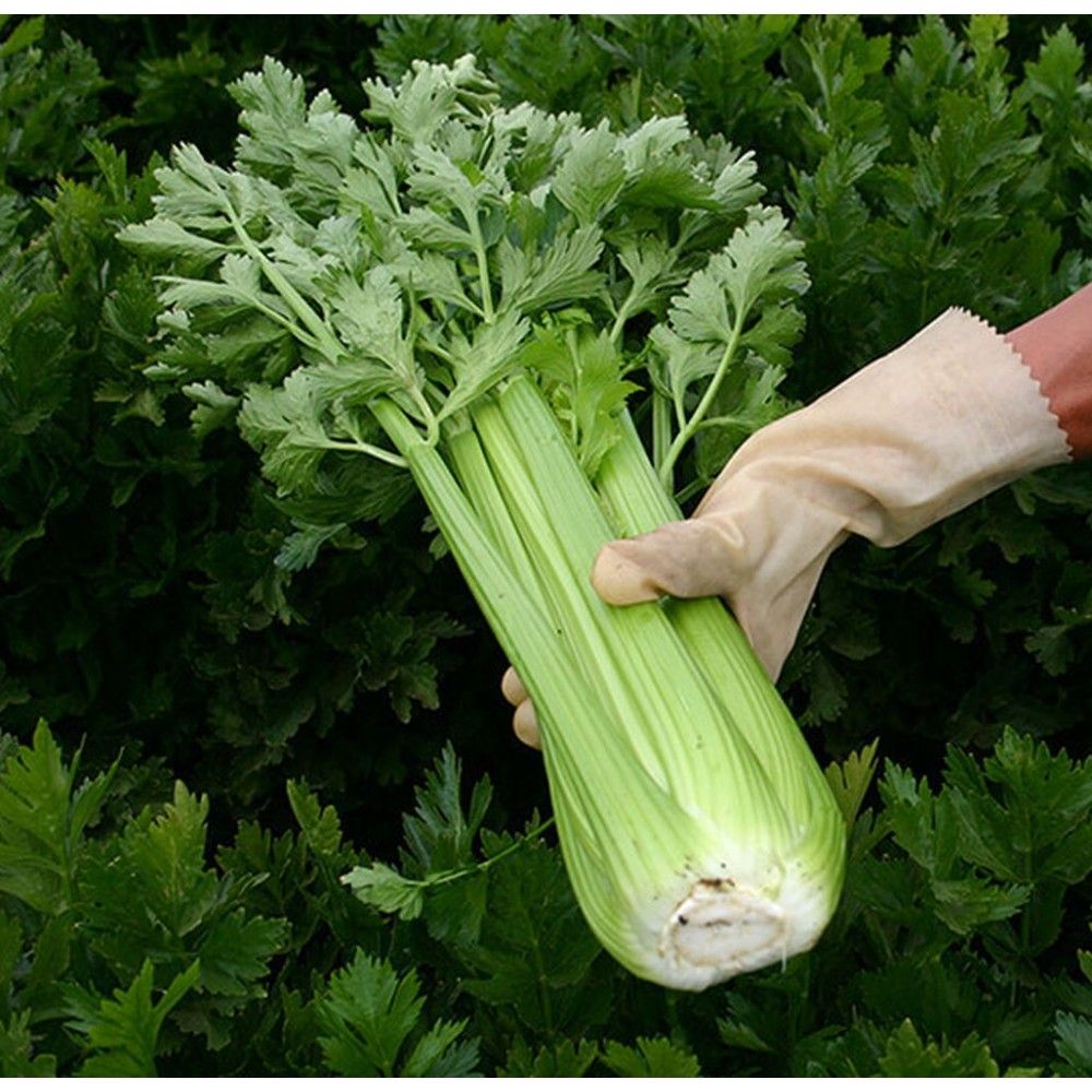 Сельдерей черешковый королевский. Срок хранения сельдерей зелень. Как собирать сельдерей. Сельдерей золотой черешковый. Сельдерей черешковый заморозка.