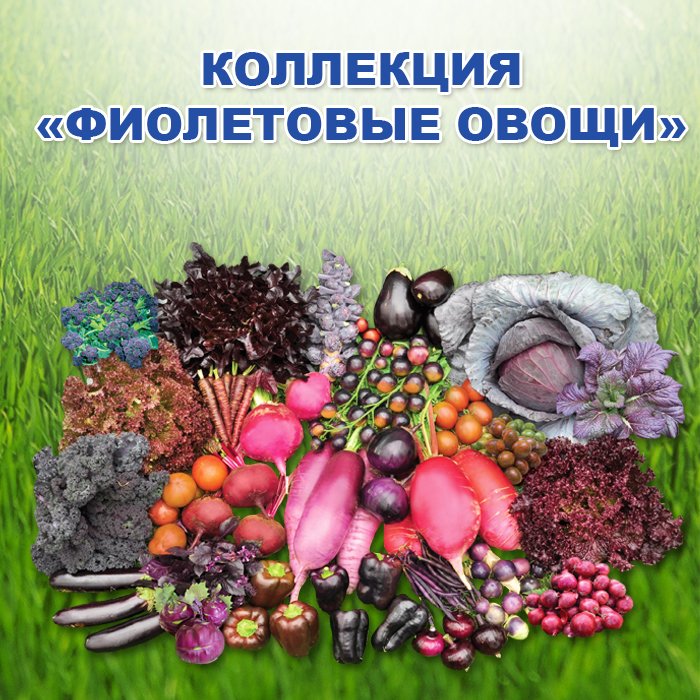 Коллекция Фиолетовых овощей - купить с доставкой
