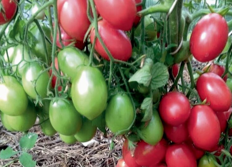 

томат розовый перезвон семена, томат розовый перезвон семена купить