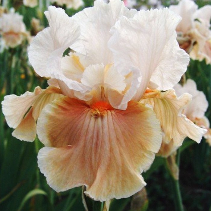 

Ирис бородатый Абрикосовая нуга