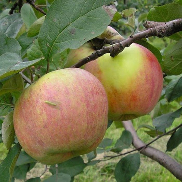 Осенне-зимние сорта ябл��нь - продажа саженцев зимних яблонь с доставкой