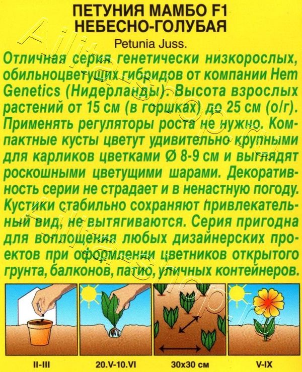 Петуния Мамбо Описание Фото Отзывы