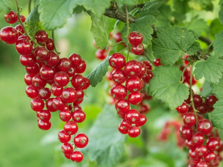 Смородина голландская красная. Смородина красная - ribes rubrum. Смородина красная Константиновская. Смородина красная голландская красная. Смородина красная "голландская красная" (2-4 ветки).