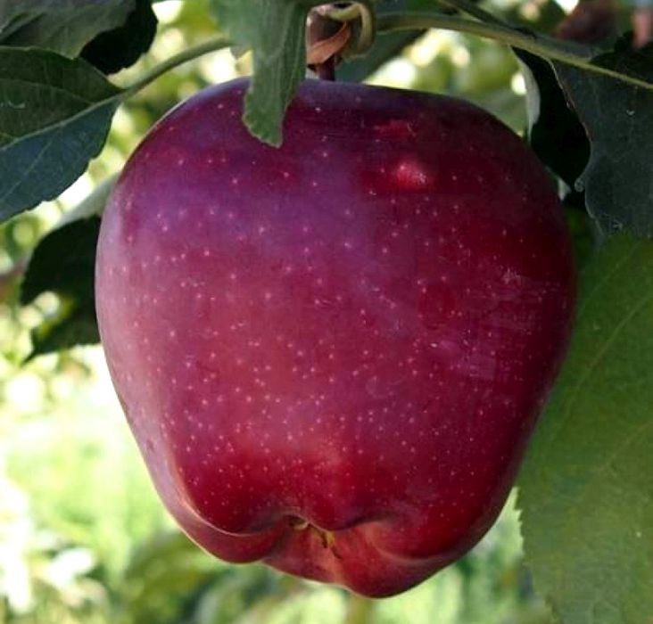 Осенне-зимние сорта яблонь - продажа саженцев зимних яблонь с доставкой