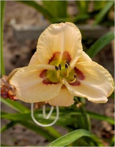 Hemerocallis Keep on Singing