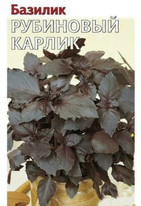 

базилик рубиновый карлик семена, базилик рубиновый карлик семена купить