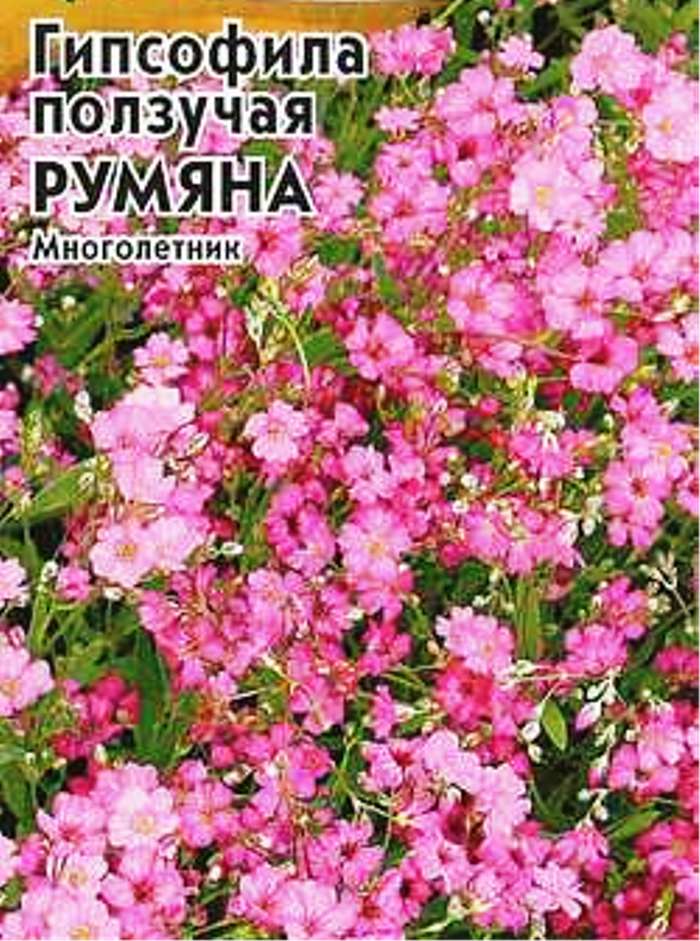 Гипсофила ползучая Румяна