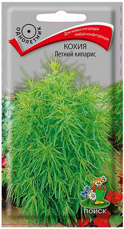

кохия летний кипарис семена, кохия летний кипарис семена купить