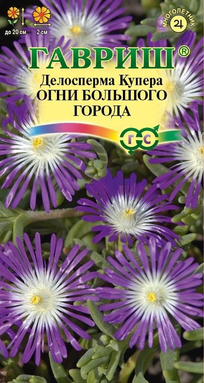 Делосперма обильноцветущая Огни большого города