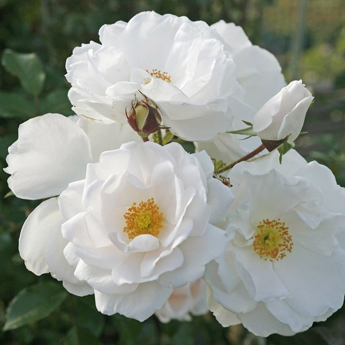 Роза Хелла