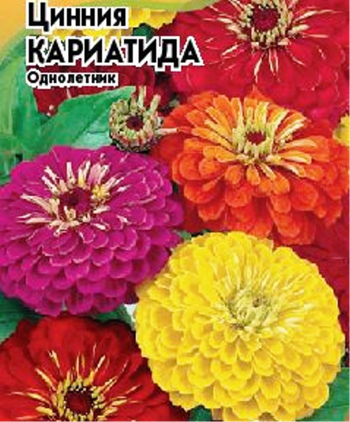 Цинния Кариатида
