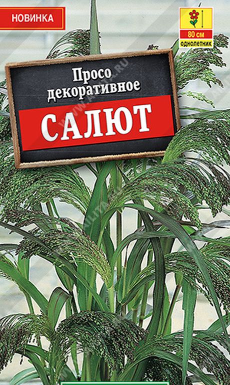 Просо декоративное Салют