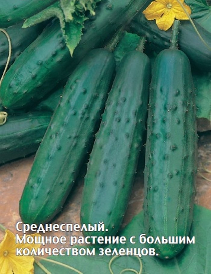 Огурец F1 Спартак