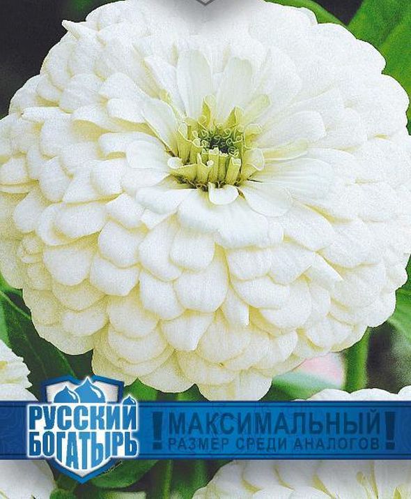 Цинния Великан белый серия Русский богатырь