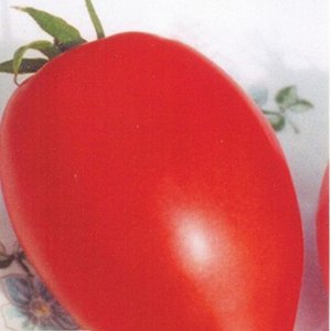 

томат кенигсберг семена, томат кенигсберг семена купить