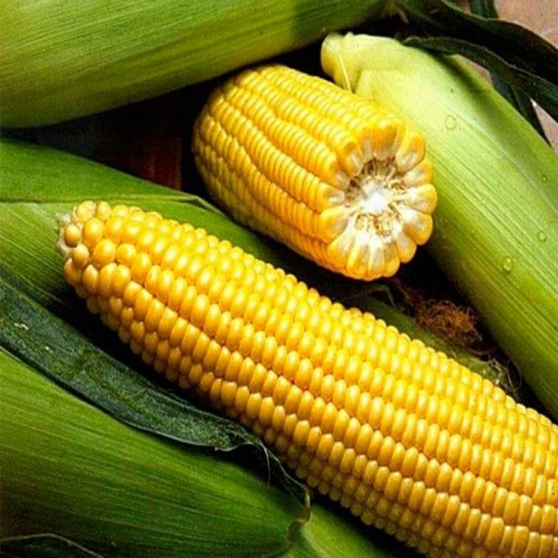 Сладость кукурузу. Кукуруза спирит f1. Гибрид кукурузы спирит. Семена сахарной кукурузы. Сахарная кукуруза.