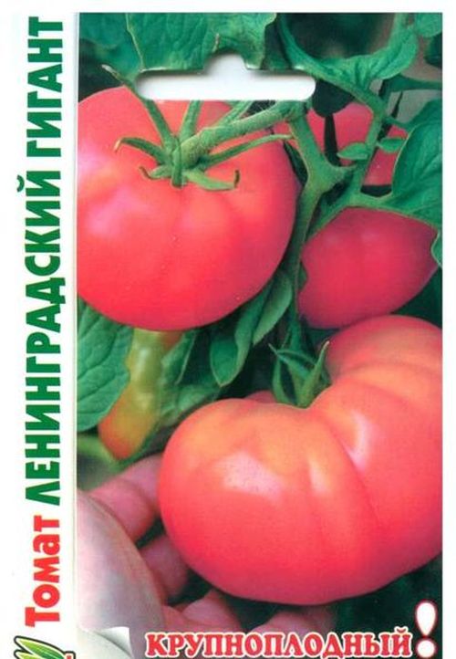 Томат Ленинградский Гигант (Крупноплодный)
