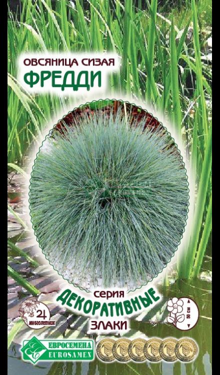 Овсяница сизая Фредди