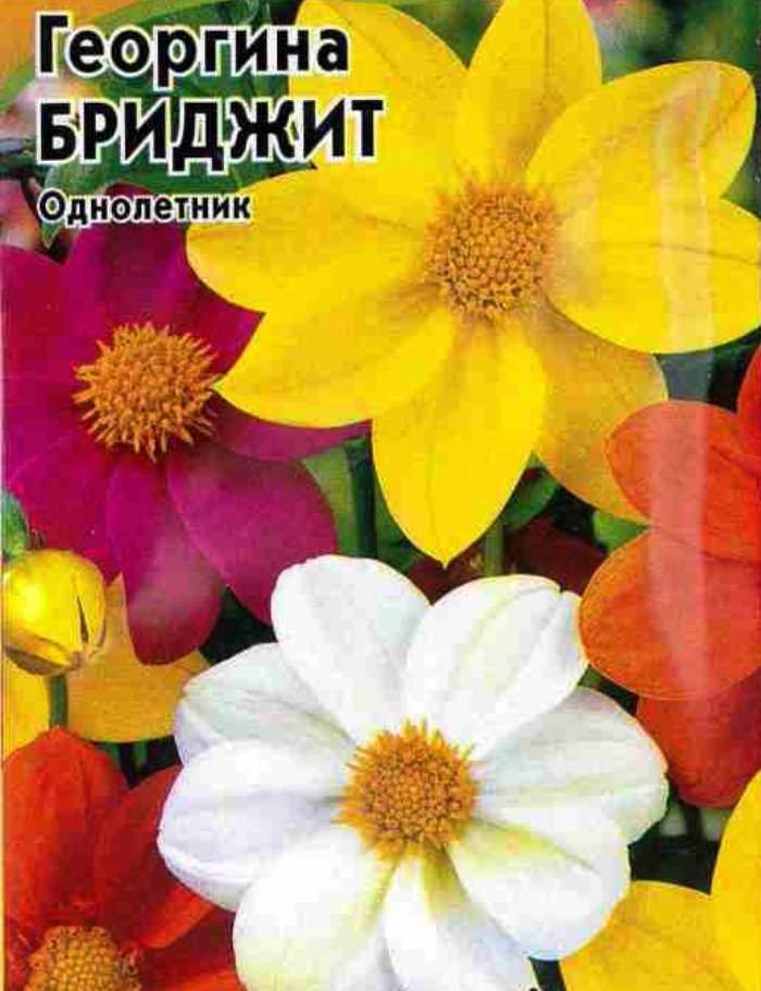Георгина Бриджит, смесь