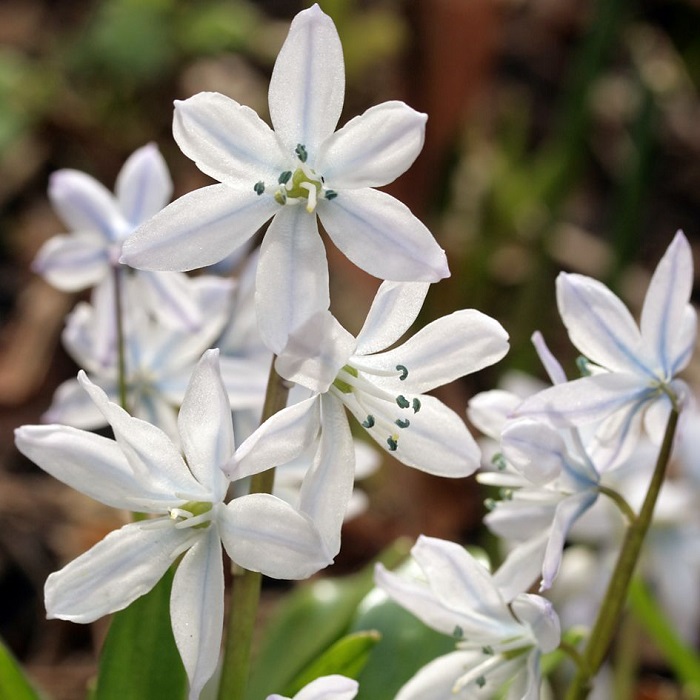 Пролеска (сцилла) - купить луковицы по выгодной цене с доставкой.