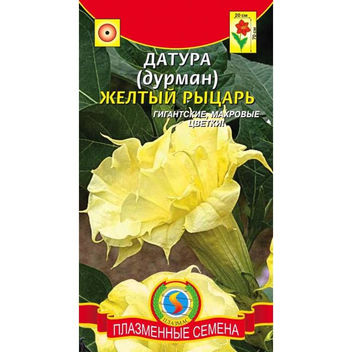 Желтый дурман фото