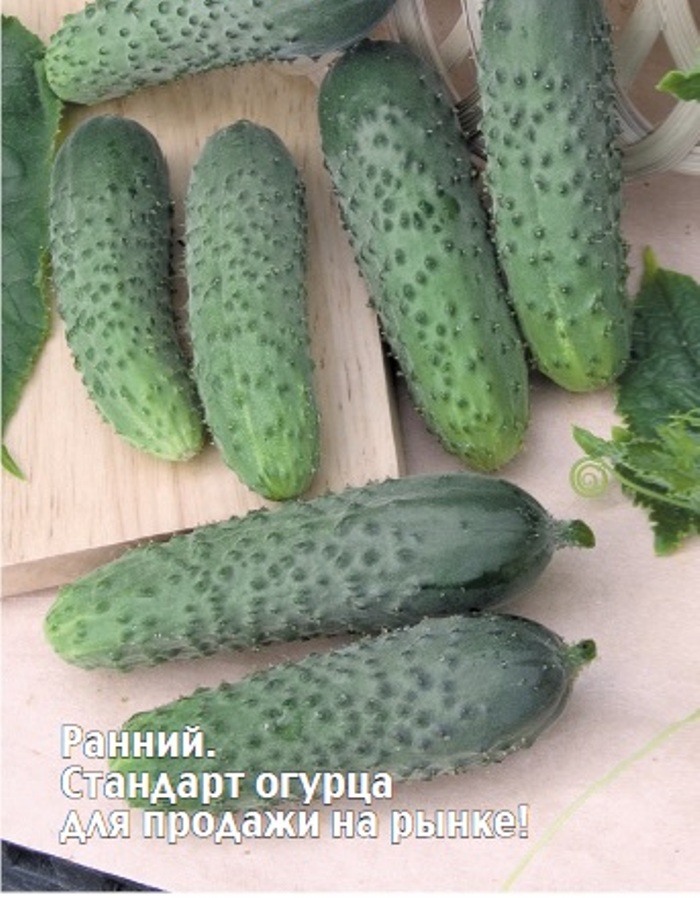 Огурец F1 Моцарт