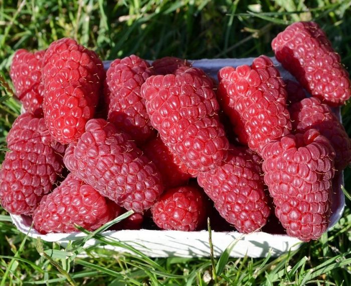 Малина ремонтантная Атлант (Rubus idaeus Atlant) С2,5 - Питомник Летний сад